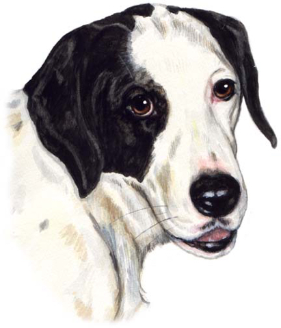 Black White Dog Watercolor Carol Wells