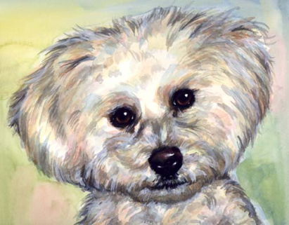 Bichon Dog Watercolor Portrait Carol Wells