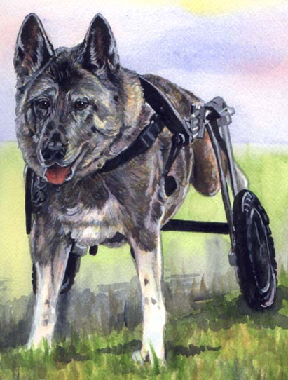 Dog Wheel Legs Malinois Watercolor Carol Wells