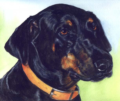 Black Dog Watercolor Portrait Carol Wells